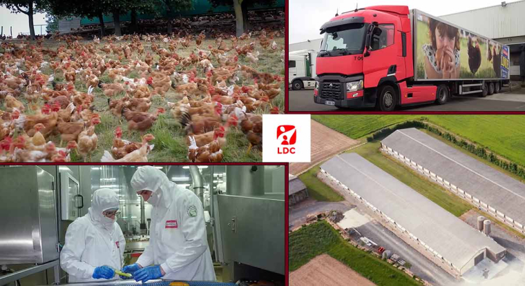 Le groupe volailler ont relevé leur objectif de profitabilité pour le premier semestre. (© LDC)