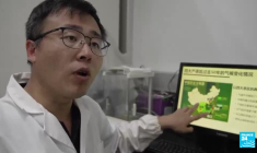 Thé chinois en péril : le changement climatique diminue les récoltes et change le goût