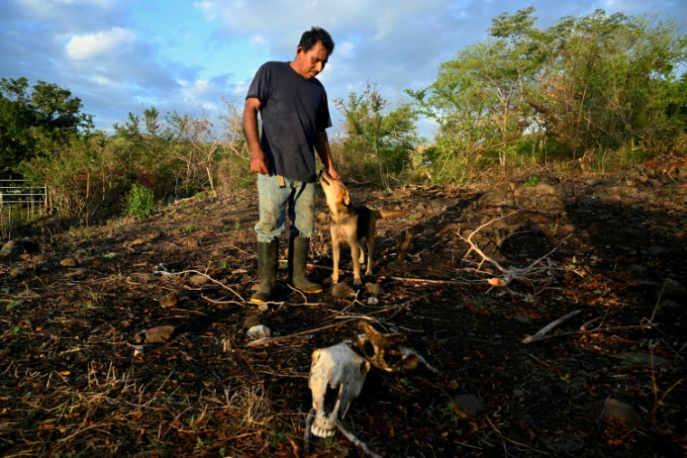L'agriculteur Darwin Cruz se tient près de la carcasse d'une vache, à San Lorenzo au Honduras, le 4 septembre 2026 ( AFP / Orlando SIERRA )