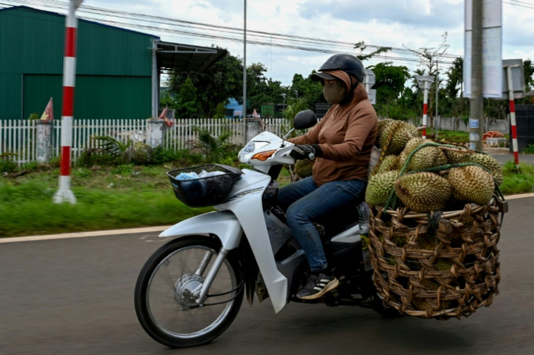 Une femme transporte des durians à motocyclette, le 15 août 2026 dans la province vietnamienne de Dak Lak  ( AFP / Nhac NGUYEN )