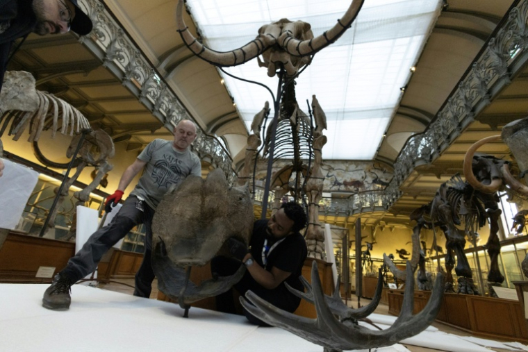 Déménagement de spécimens avant des travaux au sein de la Galerie de Paléontologie et d'Anatomie comparée du Muséum national d'Histoire naturelle, le 22 janvier 2026 à Paris  ( AFP / ALAIN JOCARD )