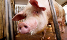 En Norvège, l'homme du match repart avec un cochon mort de 23 kilos