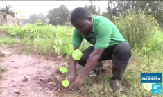 "Un anniversaire, un arbre" : Conakry se mobilise pour reboiser ses espaces verts