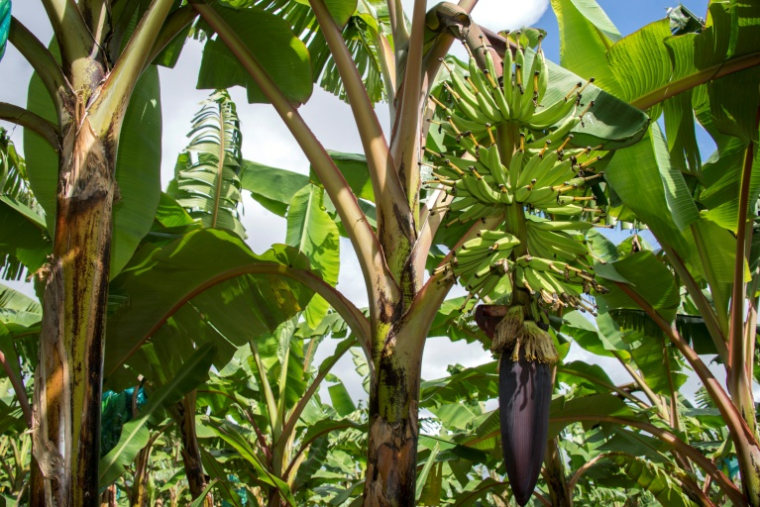 Une bananeraie à Capesterre Belle-Eau, en Guadeloupe, le 10 avril 2018 ( AFP / Helene Valenzuela )