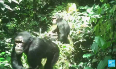 Au Nigeria, la forêt de l'État de Cross River menacée par l'activité humaine