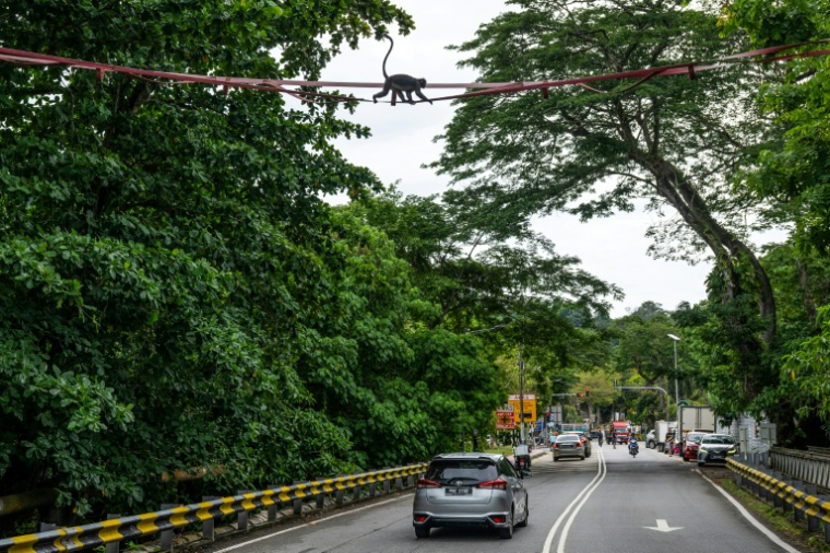Un singe langur à lunettes traverse une passerelle au-dessus de la route Lembah Permai, dans le quartier de Tanjung Bungah, à George Town, sur l'île de Penang, le 9 avril 2026 en Malaisie ( AFP / Mohd Rasfan )