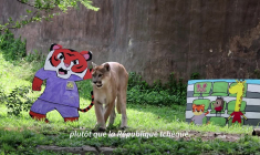 Mondial-2026: les animaux d'un zoo mexicain prédisent les résultats de matches