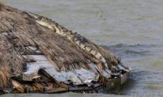 Un crocodile se prélasse le 27 juillet 2026 sur le toit de ce qui fut une salle de réunion d'un complexe hôtelier désormais submergé par la montée des eaux du lac Baringo, à Marigat, au Kenya ( AFP / Tony KARUMBA )