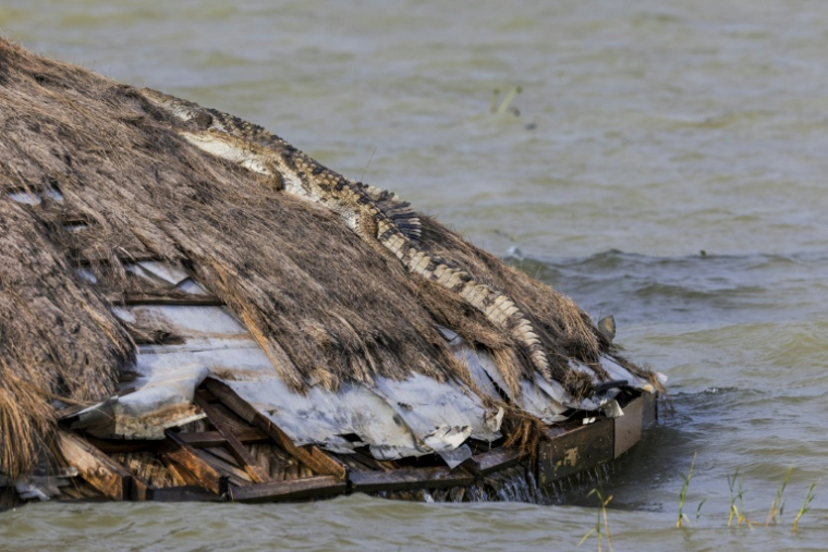 Un crocodile se prélasse le 27 juillet 2026 sur le toit de ce qui fut une salle de réunion d'un complexe hôtelier désormais submergé par la montée des eaux du lac Baringo, à Marigat, au Kenya ( AFP / Tony KARUMBA )