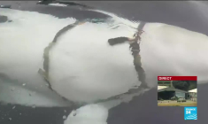Norvège : une baleine blanche suspectée d'avoir été entraînée par l'armée russe