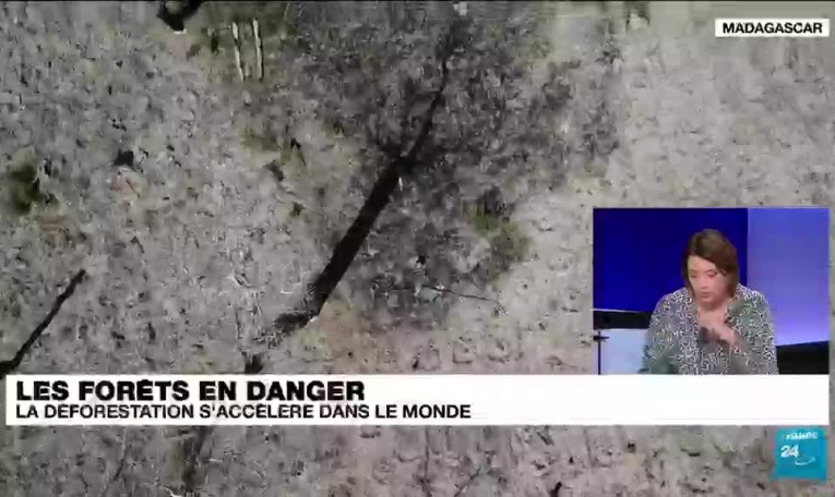 Environnement : la déforestation s'accélère dans le monde