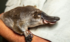Photo non datée d'un ornithorynquefournie par le zoo de Taronga, le 4 mars 2021 à Sydney, en Australie  ( TARONGA ZOO / RICK STEVENS )