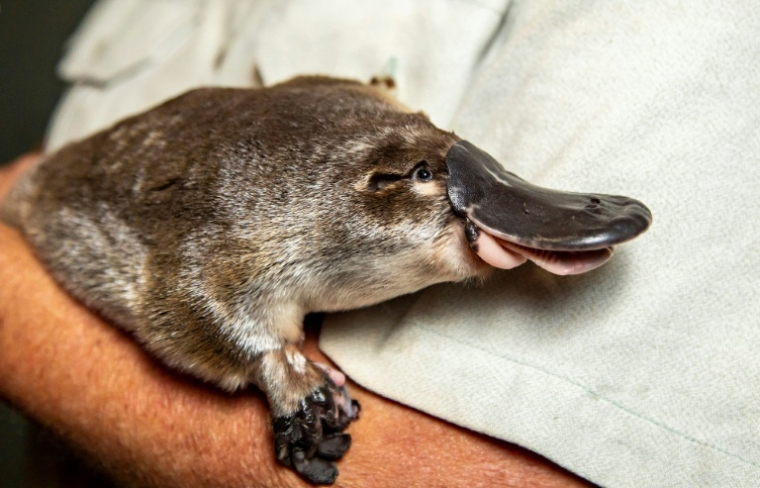 Photo non datée d'un ornithorynquefournie par le zoo de Taronga, le 4 mars 2021 à Sydney, en Australie  ( TARONGA ZOO / RICK STEVENS )