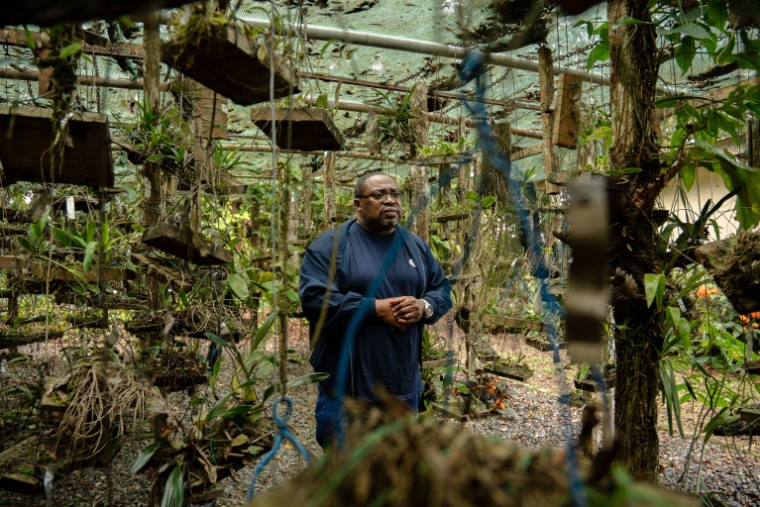 Archange Boupoya, botaniste et directeur de l’Herbier du Gabon, pose pour une photographie à l’arboretum de Sibang, à Libreville, le 15 octobre 2026 ( AFP / Nao Mukadi )