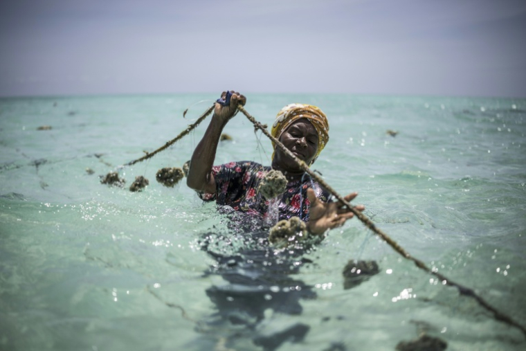 Une cultivatrice d'éponges de la Coopérative des producteurs d'éponges de Zanzibar, une organisation dirigée par des femmes, s'occupe de ses cultures dans une ferme au large des côtes de Jambiani (Tanzanie), le 25 octobre 2025 ( AFP / MARCO LONGARI )