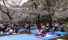Japon: pique-nique et télétravail sous les cerisiers en fleur à Tokyo