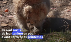 Ukraine : des ours sortent de leur hibernation au sanctuaire White Rock, près de Kiev