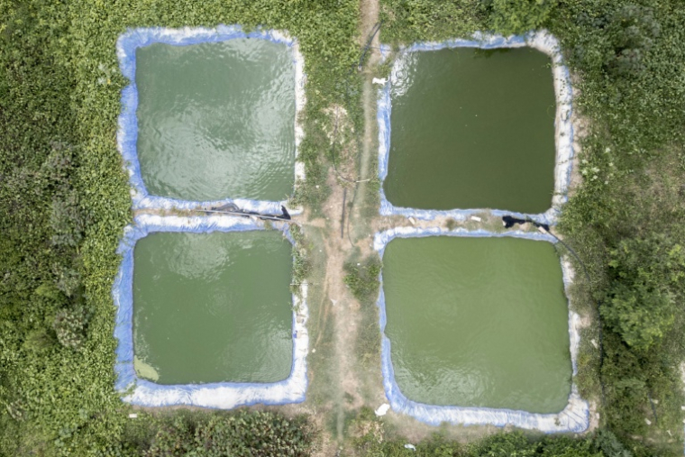 Vue aérienne le 19 août 2026 de bassins aquacoles de recherche élevant des tilapias du Nil au sein de l'université Gaston-Berger de Saint-Louis, au Sénégal ( AFP / PATRICK MEINHARDT )