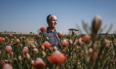 L'agriculteur Nico Thuynsma et l'une des variétés de protéas poussant dans sa ferme de Cullinan, à l'est de Pretoria, le 3 juin 2025 en Afrique du Sud ( AFP / Phill Magakoe )
