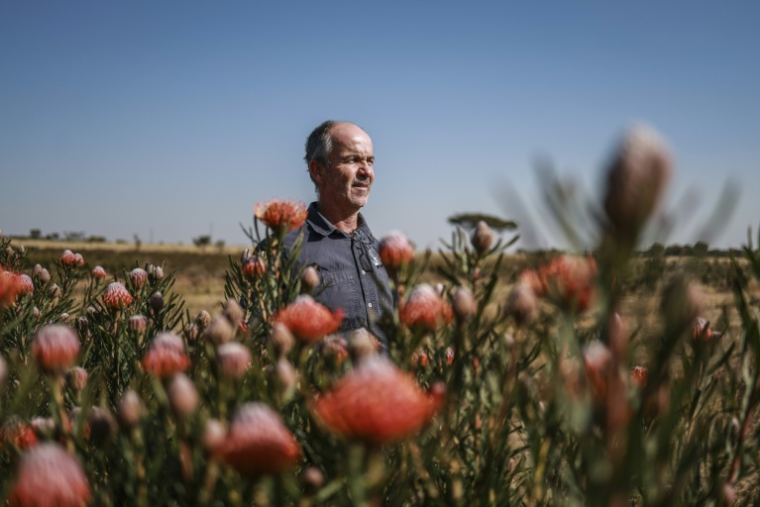 L'agriculteur Nico Thuynsma et l'une des variétés de protéas poussant dans sa ferme de Cullinan, à l'est de Pretoria, le 3 juin 2025 en Afrique du Sud ( AFP / Phill Magakoe )