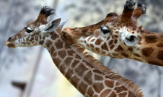 Une girafe (Giraffa camelopardalis) et son girafon au zoo de La Flèche, le 4 mai 2021 dans la Sarthe ( AFP / JEAN-FRANCOIS MONIER )