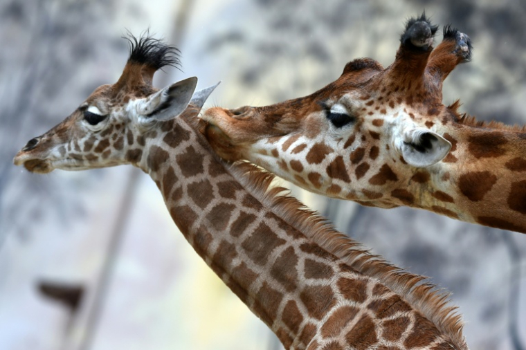 Une girafe (Giraffa camelopardalis) et son girafon au zoo de La Flèche, le 4 mai 2021 dans la Sarthe ( AFP / JEAN-FRANCOIS MONIER              )