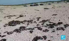 Marée noire en Israël : le littoral lourdement touché, le nettoyage est en cours
