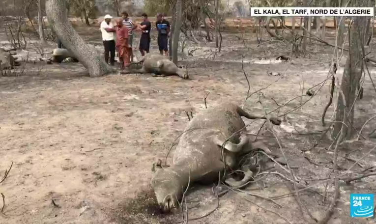 Algérie : des incendies enfin sous contrôle malgré des dizaines de morts