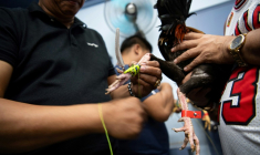 Sur cette photo prise le 5 juillet 2025, un amateur de combats de coqs attache un éperon à la patte d'un animal avant un combat de coq dans la province de Bulacan, une banlieue de Manille ( AFP / Ted ALJIBE )