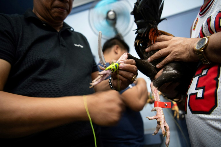 Sur cette photo prise le 5 juillet 2025, un amateur de combats de coqs attache un éperon à la patte d'un animal avant un combat de coq dans la province de Bulacan, une banlieue de Manille ( AFP / Ted ALJIBE )