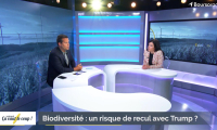 Biodiversité : un risque de recul avec Trump ?