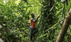 Ifrasio de Barros Rompao, producteur de cacao et de vanille inspecte des gousses de vanille dans un champ à Abade, à Sao Tomé, capitale de Sao Tomé-et-Principe, le 7 août 2026 ( AFP / Daniel BELOUMOU OLOMO )