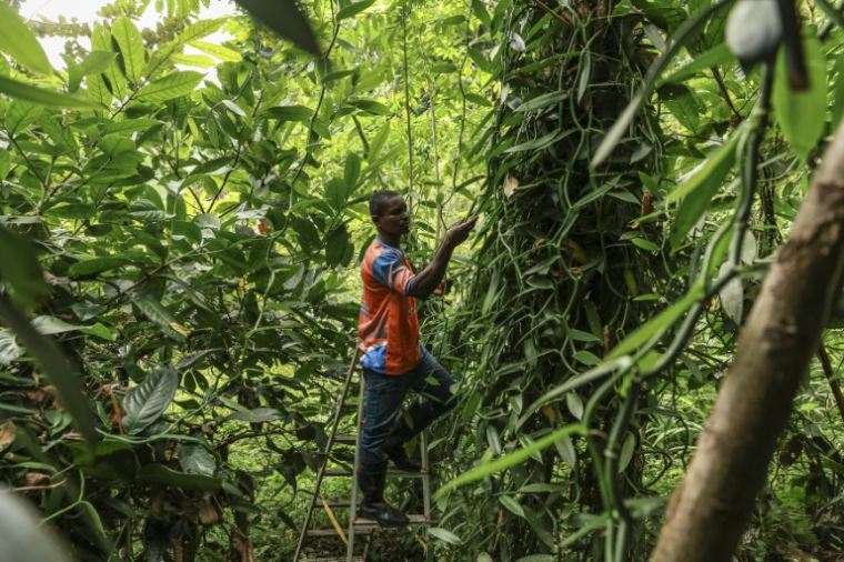 Ifrasio de Barros Rompao, producteur de cacao et de vanille inspecte des gousses de vanille dans un champ à Abade, à Sao Tomé, capitale de Sao Tomé-et-Principe, le 7 août 2026 ( AFP / Daniel BELOUMOU OLOMO )