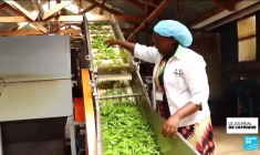 Les algériens préparent la visite historique du pape Léon XIV