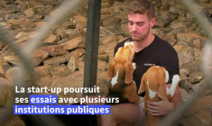 En Inde, le flair des chiens associé à l'IA pour détecter les cancers