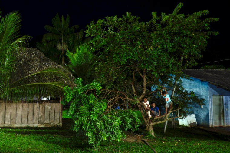 Des enfants autochtones Asurini jouent dans un arbre au village d'Itaaka, dans le territoire indigène Koatinemo, dans l'Etat de Para, au Brésil, le 10 juin 2025 ( AFP / Carlos Fabal )