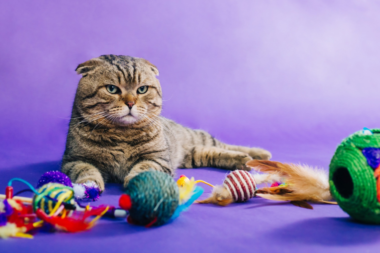 Ce que vous consid&eacute;rez comme du jeu ne l&rsquo;est peut-&ecirc;tre pas pour votre chat. (cr&eacute;dit: Adobe Stock)