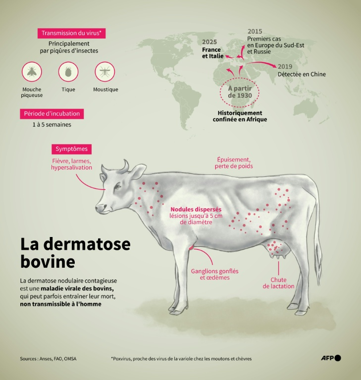 Infographie expliquant le mode principal de transmission de la dermatose nodulaire contagieuse (DNC) et ses principaux symptômes ( AFP / Sylvie HUSSON )