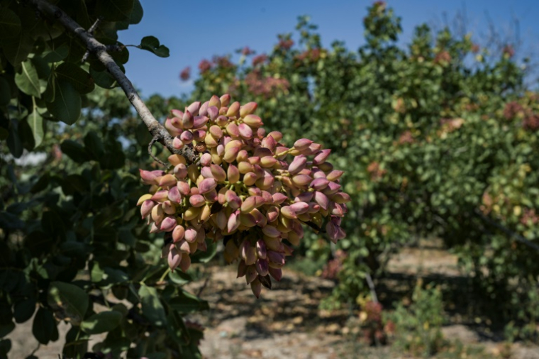 Des pistachiers sur l'île grecque d'Égine, le 24 août 2025 ( AFP / Aris MESSINIS )