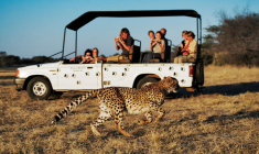 La Tanzanie est une destination de rêve pour les amoureux d’animaux sauvages. ( crédit photo : Getty Images )