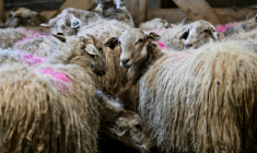 Des moutons lors d'une campagne de vaccination au Haut-Corlay, en Bretagne, le 12 août 2025 ( AFP / LOU BENOIST )