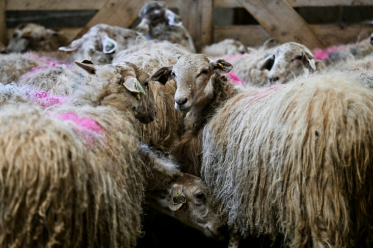 Des moutons lors d'une campagne de vaccination au Haut-Corlay, en Bretagne, le 12 août 2025 ( AFP / LOU BENOIST )