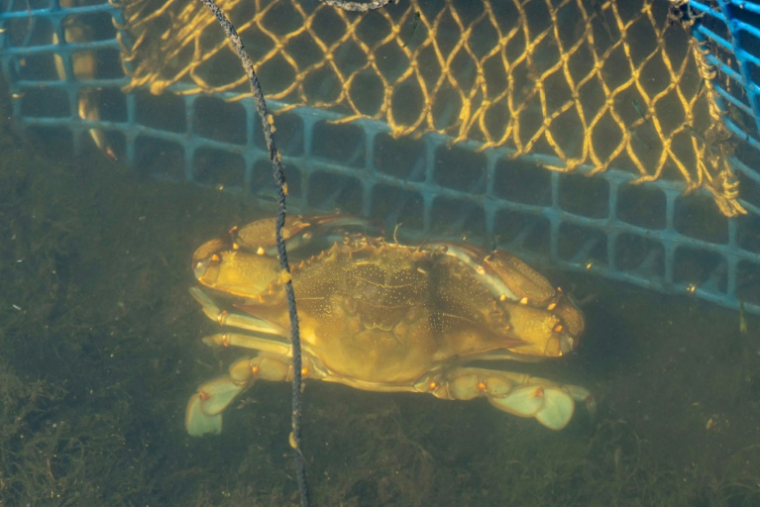 Un crabe bleu (Callinectes sapidus) dans les Salins d'Hyères, le 28 mai 2026 dans le Var ( AFP / MIGUEL MEDINA )
