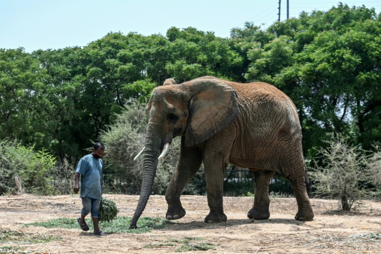 Malika, une éléphante atteinte de tuberculose, près d'un soigneur au Safari Park de Karachi, le 16 mai 2025 au Pakistan ( AFP / Rizwan TABASSUM )