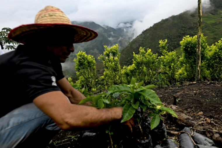 Un agriculteur s'occupe d'un caféier à Argelia, dans le département du Cauca, le 5 mai 2025 en Colombie ( AFP / JOAQUIN SARMIENTO )