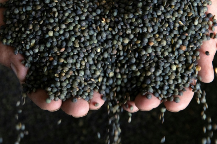 La lentille gagne du terrain dans le Nord, poussée par le climat et la promesse d'un débouché industriel ( Zoccolan / THIERRY ZOCCOLAN )