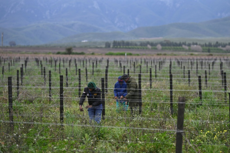 Des ouvriers agricoles travaillent dans des vignobles près de la ville de Robertson, dans la province du Cap-Occidental (Afrique du Sud), le 9 juillet 2026 ( AFP / RODGER BOSCH )