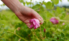 Cueillette de roses Centifolia pour la parfumerie Christian Dior, au Domaine de Manon à Grasse, le 14 mai 2020 ( AFP / VALERY HACHE )