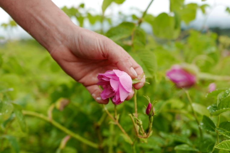 Cueillette de roses Centifolia pour la parfumerie Christian Dior, au Domaine de Manon à Grasse, le 14 mai 2020 ( AFP / VALERY HACHE )