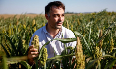 UN PRODUCTEUR FRANÇAIS DE SORGHO BRAVE LA SÉCHERESSE GRÂCE À L'AGRICULTURE DURABLE